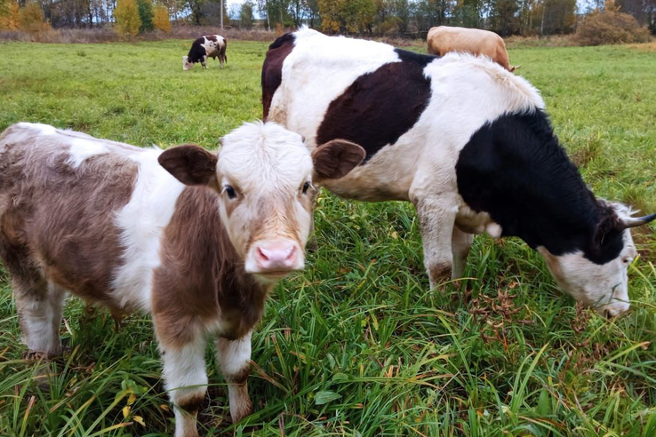 Искусственное осеменение коров в Ленобласти