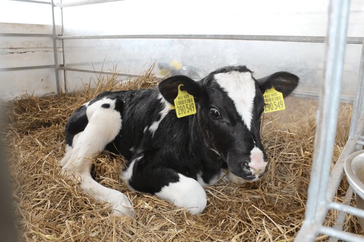 Искусственное осеменение коров в Ленобласти