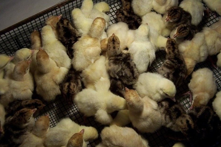 Более 17 тысяч цыплят индюшки привезли в Ленобласть