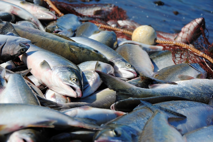 В Дании вспышка особо опасного заболевания рыб