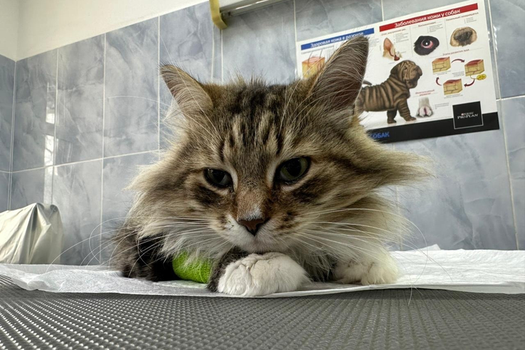 Отравление у кошек. Что нужно знать ответственному хозяину?