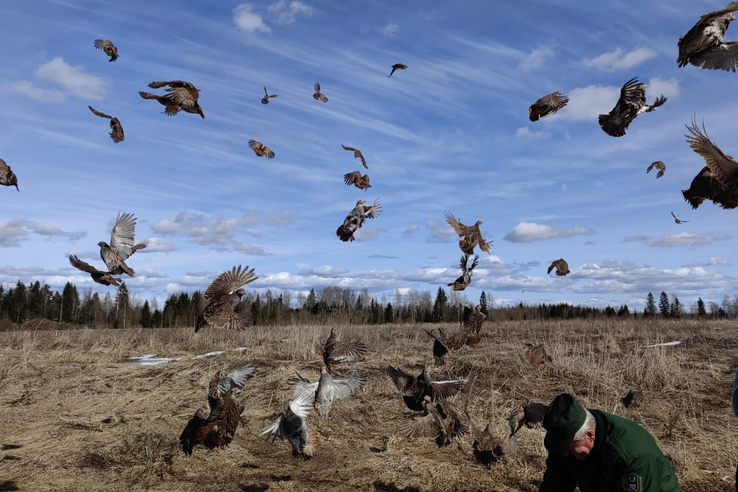 Около 90 особей серой куропатки выпустили в дикую фауну Ленинградской области