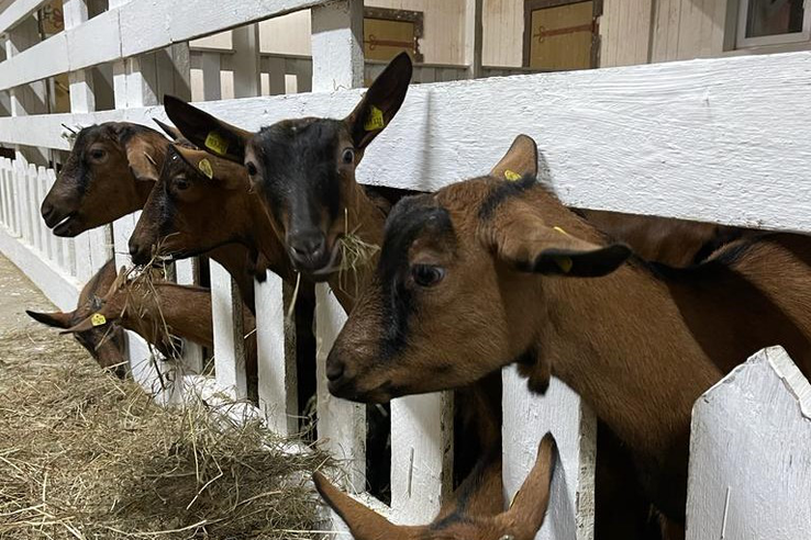 Австрийские козы прибыли в Ленинградскую область