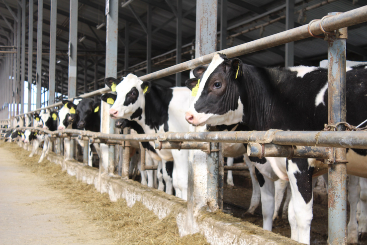 Субклиническая гипокальциемия у молочных коров