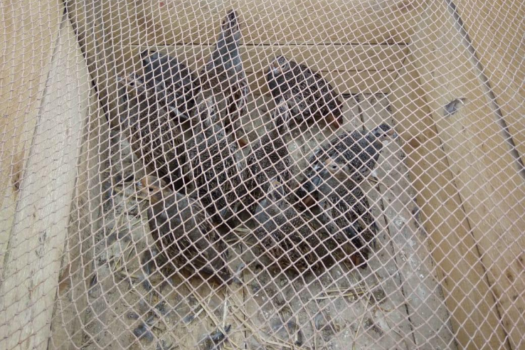 Новоселье серой куропатки в охотничьих угодьях Ленинградской области