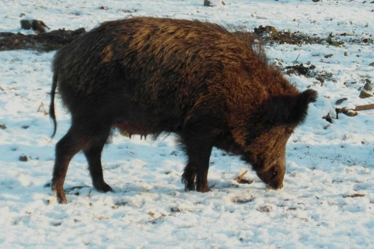 Профилактика африканской чумы свиней в дикой фауне Гатчинского района.