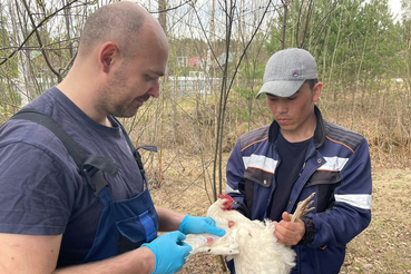 Грипп птиц: ветврачи проводят профилактику опасного заболевания в Ленобласти