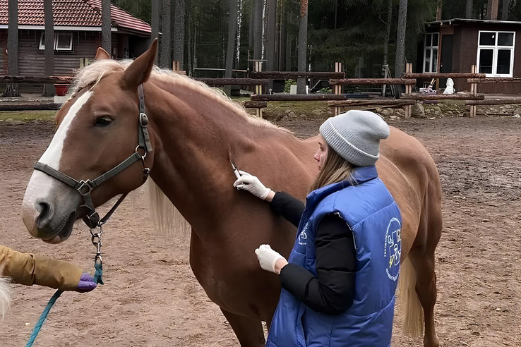 Вакцинация лошадей против сибирской язвы
