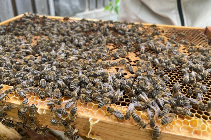 Подготовка пчёл к зиме