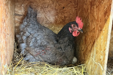 Миссия выполнима: приучаем кур к порядку в курятнике