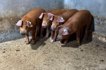 Африканская чума свиней: что нужно знать об опасной болезни