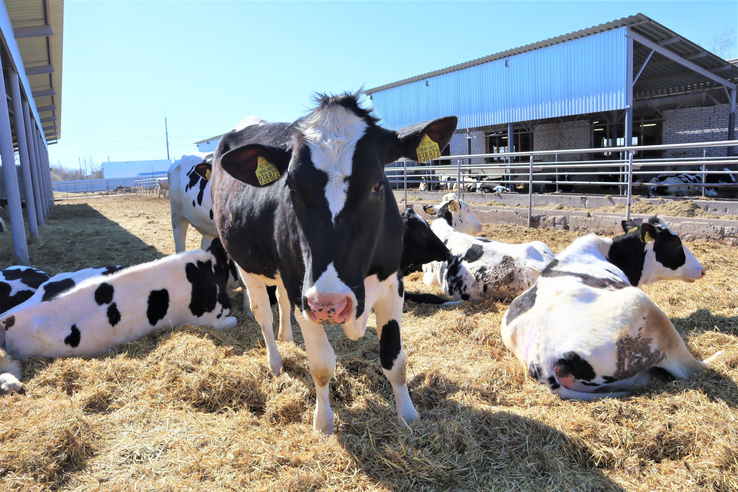 Профилактика незаразных болезней крупного рогатого скота