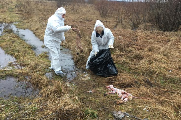 В Лужском районе найдены трупы лисиц 