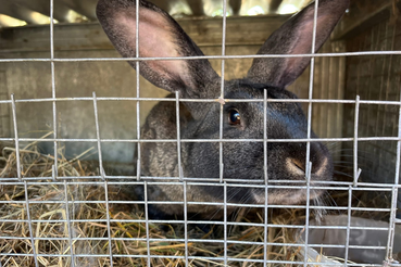 Защищаем кроликов от кокцидиоза