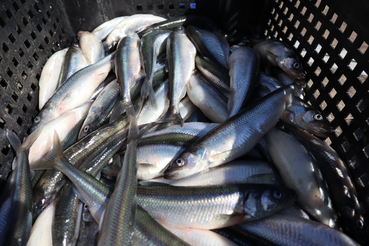 Безопасная рыбалка: как правильно употреблять рыбу