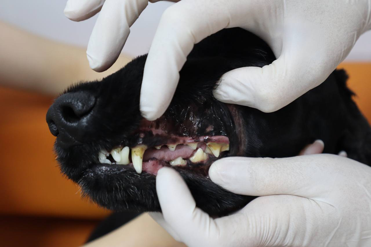 Санация ротовой полости - залог здоровья