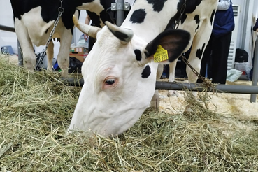 Ленинградские племенные животные прибыли на «Золотую осень»