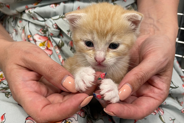 Операция «Мягкие лапки»: что это и почему это опасно