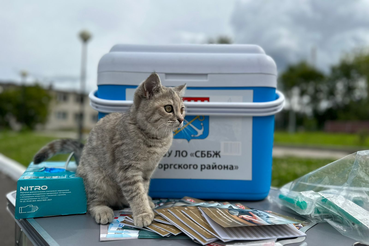 Выездная вакцинация против бешенства в Выборгском районе