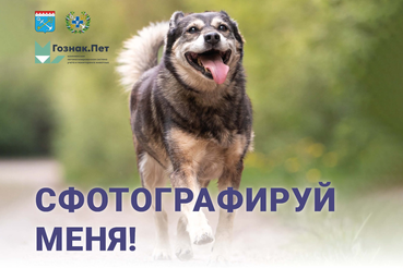 Мониторинг безнадзорных животных в Ленинградской области