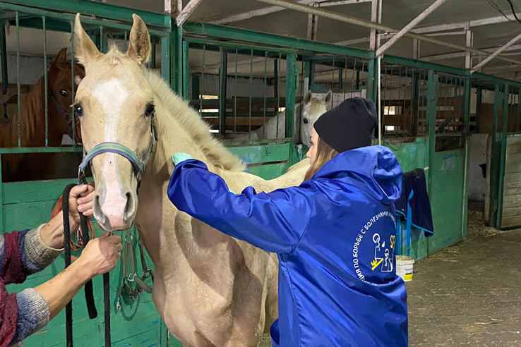 Вакцинация против сибирской язвы лошадей