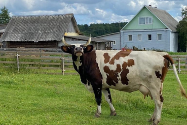 Опасная болезнь – ящур!