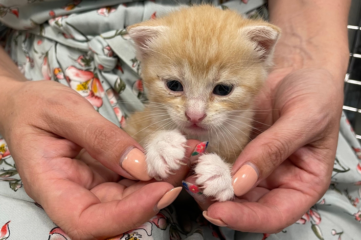 Операция «Мягкие лапки»: что это и почему это опасно