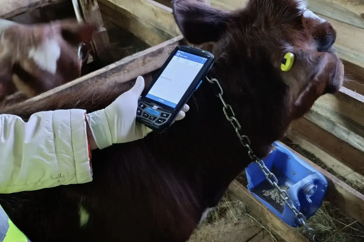 Электронная идентификация скота в Ленинградской области: новый этап развития ветеринарного контроля