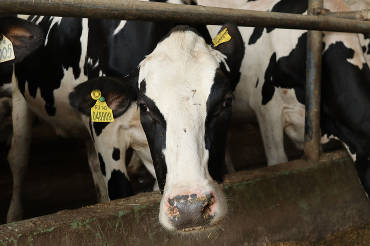 Госветслужба передаёт опыт эпизоотического благополучия Южной Осетии