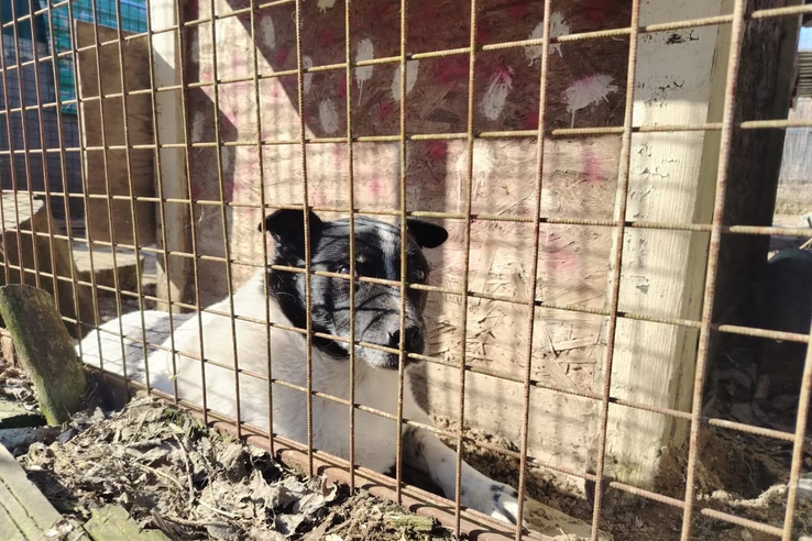 Актуальная информация по ситуации с приютом «Друг»