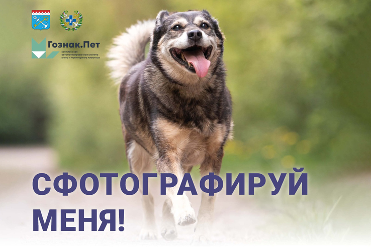 Мониторинг безнадзорных животных в Ленинградской области