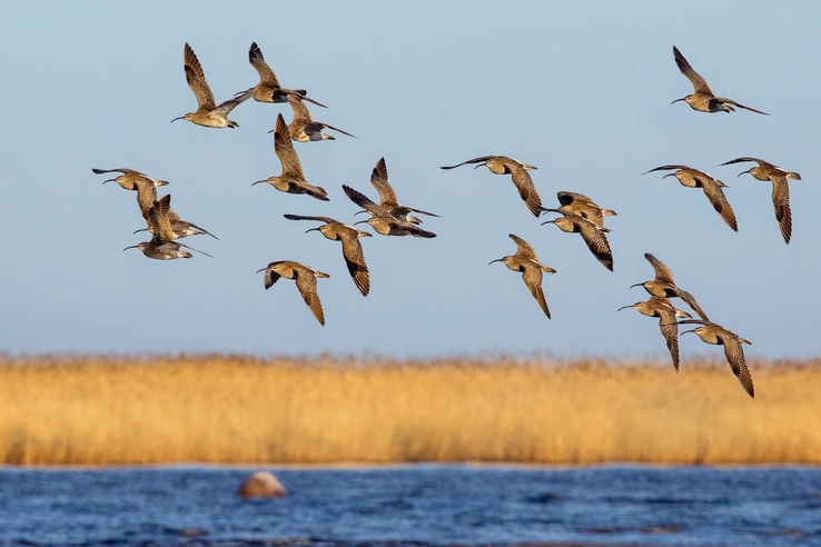 Анонс: Сезон миграции птиц: профилактика заболеваний и сохранение видов
