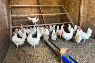 Где безопасно купить птицу в Ленинградской области?