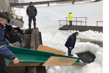 В Неву выпущены мальки  сёмги