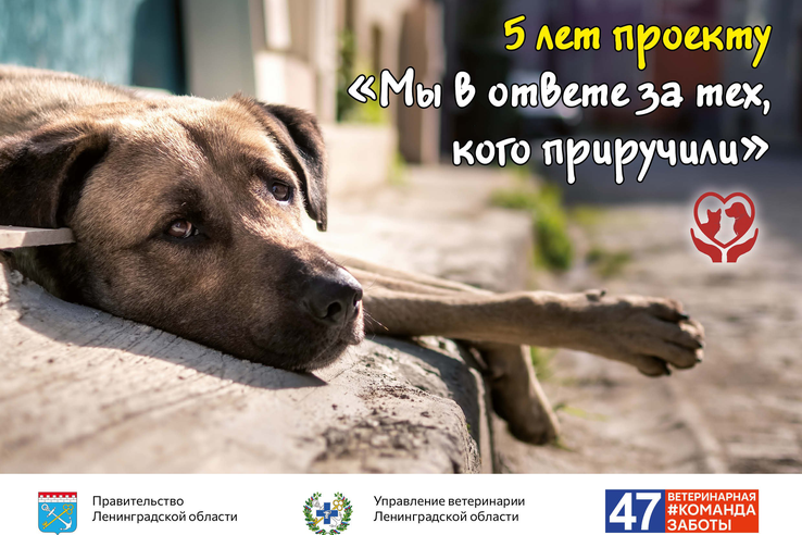 Проекту «Мы в ответе…» - 5 лет: подводим итоги