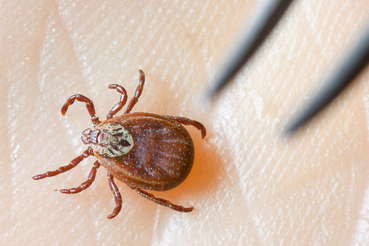 Сезон клещей открыт: полная инструкция по защите питомцев