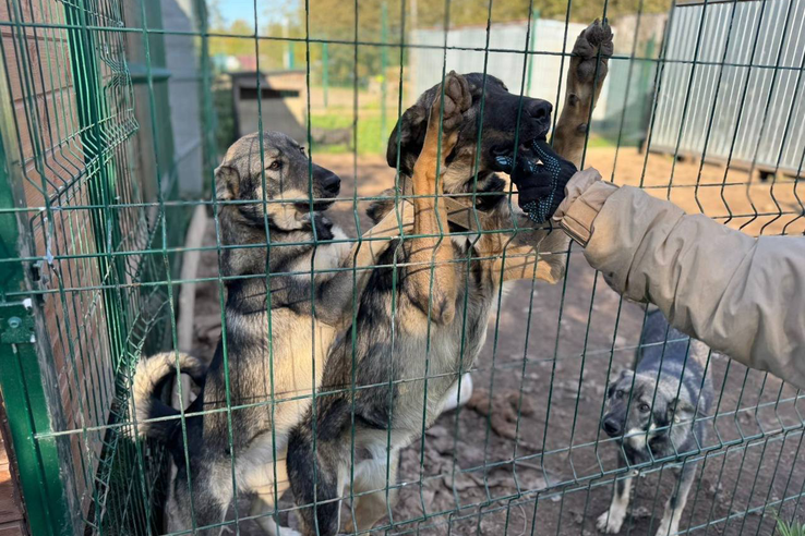 Принимаем заявки на субсидии для приютов на 2026 год