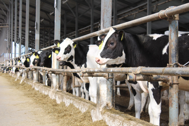 Субклиническая гипокальциемия у молочных коров