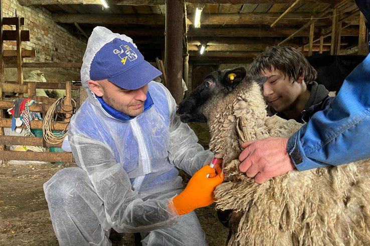Областные ветврачи ведут активную работу по предупреждению оспы овец и коз