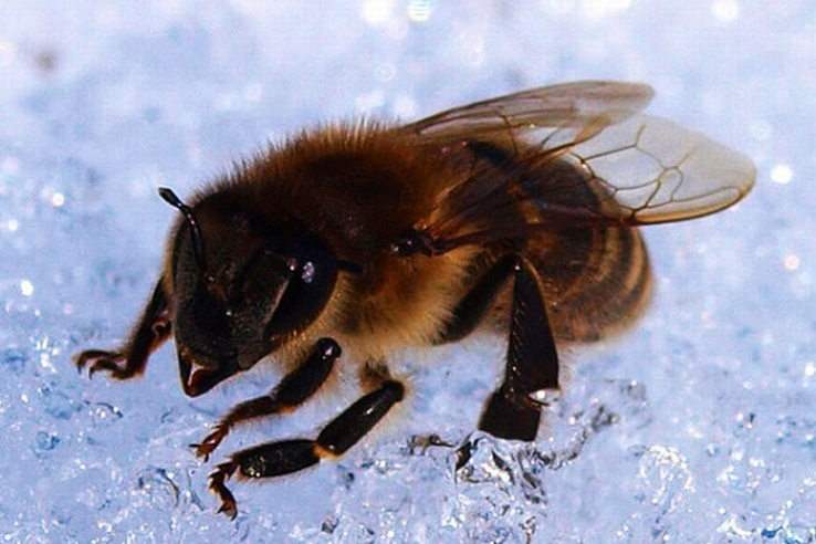 Заболевания и зимовка пчёл 