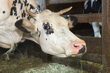 Искусственное осеменение коров в Ленобласти