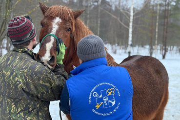 Колики у лошади: база, которую нужно знать