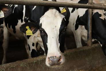 Госветслужба передаёт опыт эпизоотического благополучия Южной Осетии