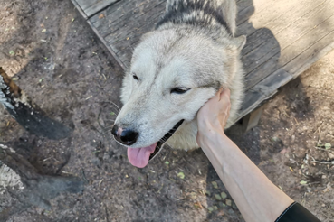 Самовыгул опасен не только для окружающих, но и для животных