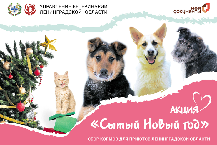 Участвуй в доброй акции по сбору кормов «Сытый Новый год»