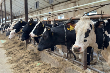 Ящур. Меры профилактики особо опасной болезни