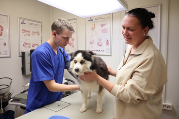 Ветеринарные лечебницы будут работать в новогодние праздники