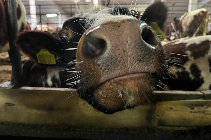 Ленобласть признана лучшей в России по продуктивности коров