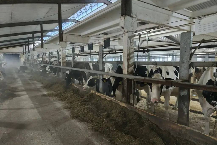 Ветеринарно-санитарные обследования и профилактические мероприятия