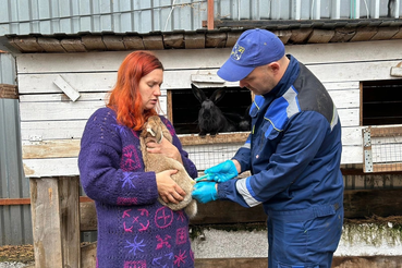 Профилактика миксоматоза кроликов: проводим вакцинацию